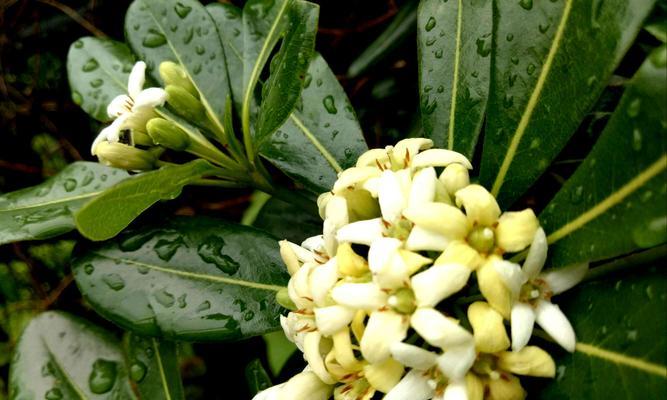 七里香的花语是什么？这种植物的象征意义有哪些？