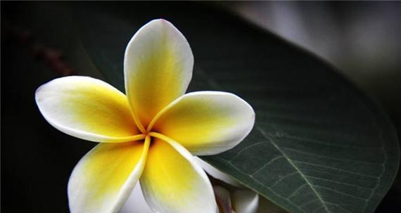 七叶树花的花语是什么？寓意有哪些？