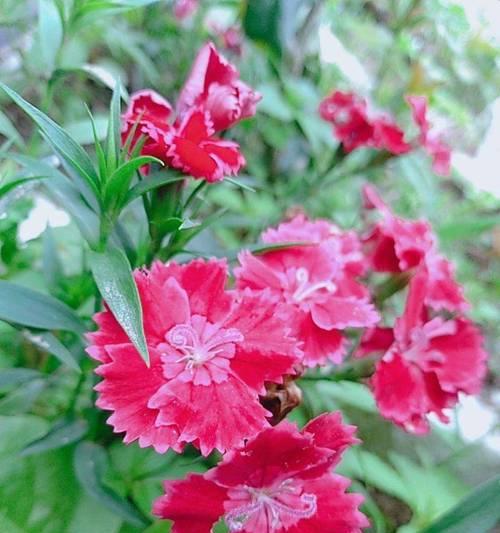 石竹的花语是什么？如何用石竹表达爱意？