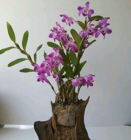 石斛兰的花语是什么？如何正确解读石斛兰的寓意？
