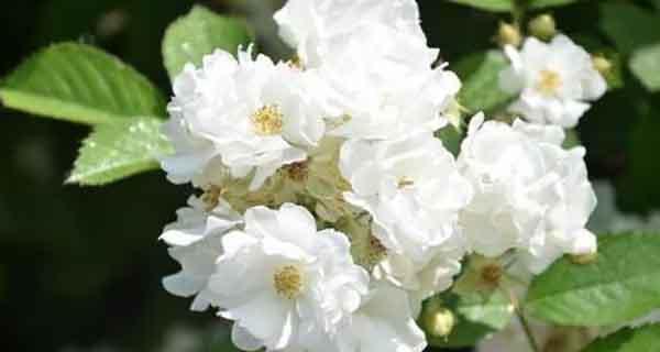双生花的花语是什么？了解双生花的深层含义和象征意义？