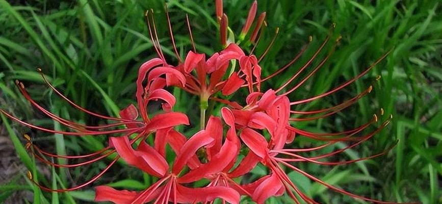 双生花的花语是什么？了解双生花的深层含义和象征意义？