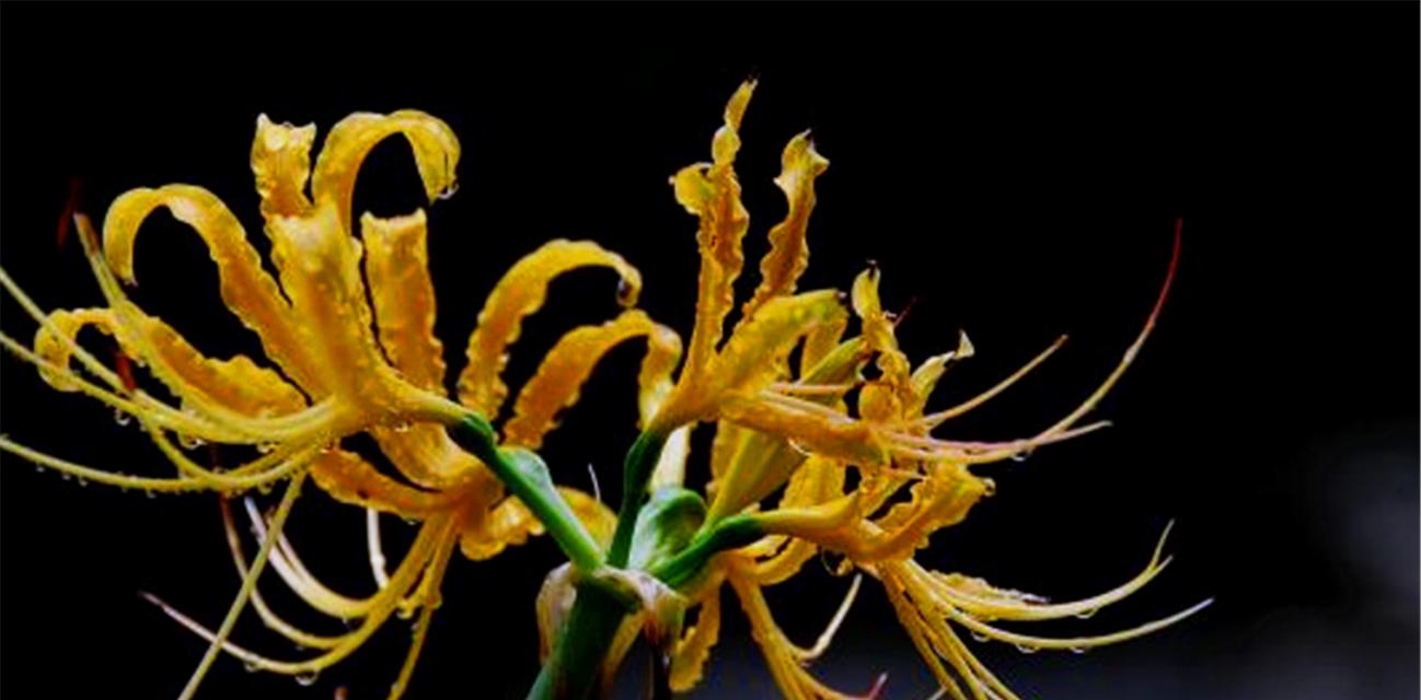 双生花的花语是什么？了解双生花的深层含义和象征意义？