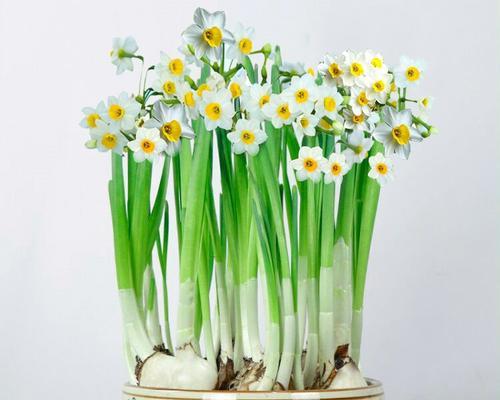 水仙花的寓意是什么？为什么人们喜欢水仙花？