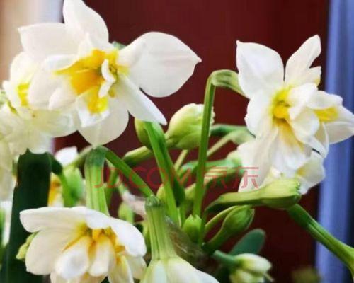 水仙花的寓意是什么？为什么人们喜欢水仙花？