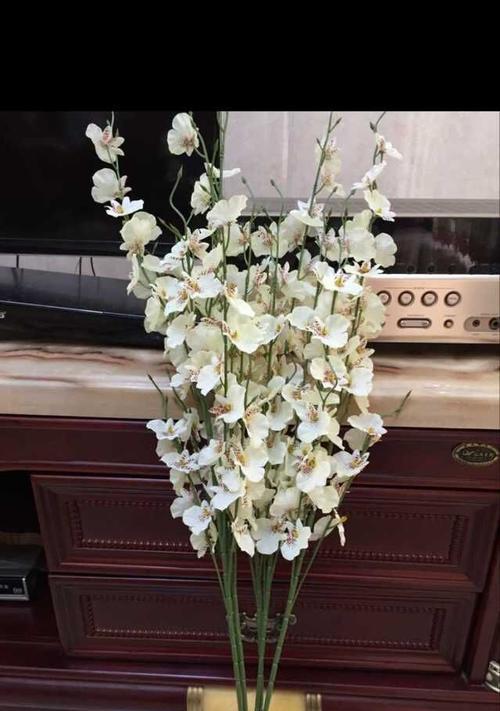 跳舞兰的花语是什么？如何用跳舞兰表达情感？