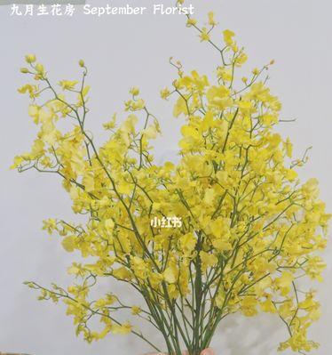 跳舞兰的花语是什么？如何用跳舞兰表达情感？