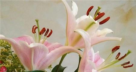 香水百合的花语是什么？如何表达爱意与祝福？