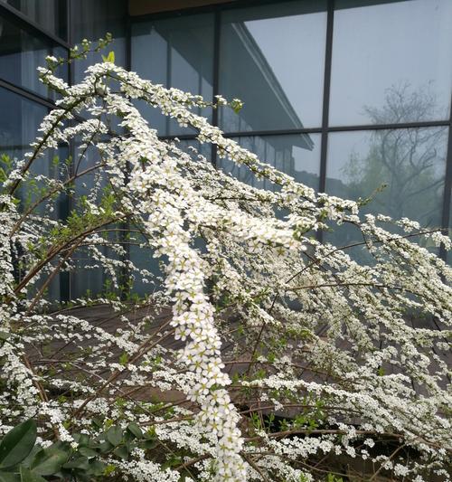 绣线菊的花语是什么？绣线菊寓意着什么含义？