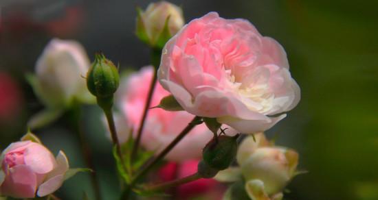 野蔷薇的花语是什么？如何用它表达爱意？