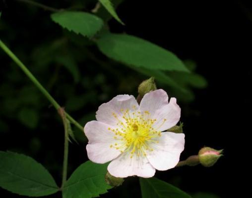 野蔷薇的花语是什么？如何用它表达爱意？