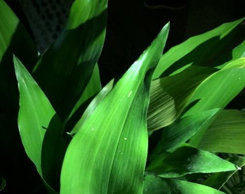 一叶兰的花语是什么？如何养护一叶兰？