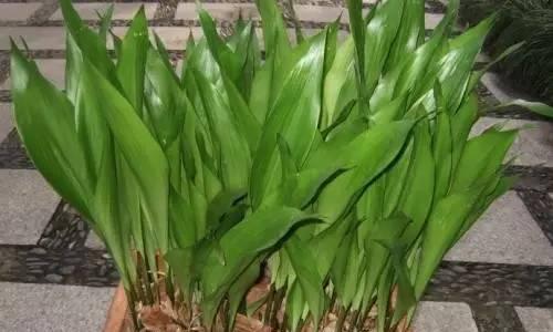 一叶兰的花语是什么？如何养护一叶兰？