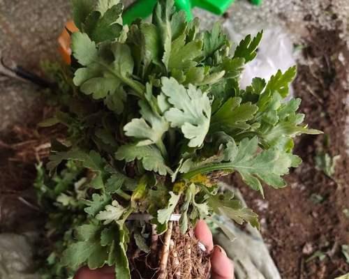 移植苗是什么意思？移植苗的定义和特点是什么？