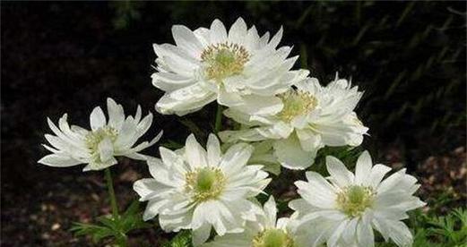 银莲花的花语是什么？了解其独特含义和象征意义
