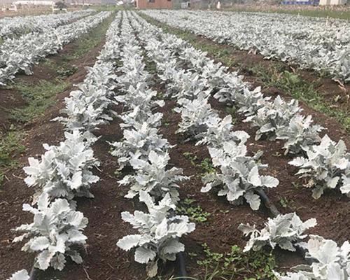 银叶菊的花语是什么？如何养护才能开出更美的花朵？