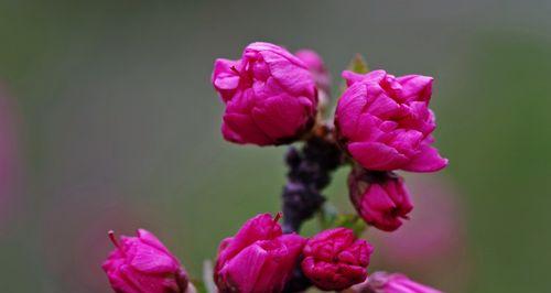 榆叶梅的花语是什么？了解榆叶梅的象征意义和文化内涵？