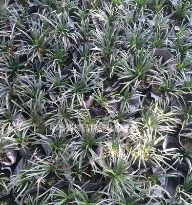 玉龙草寓意是什么？玉龙草的象征意义有哪些？