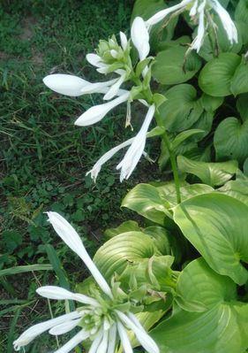 玉簪花的花语是什么？它背后有哪些美丽传说？