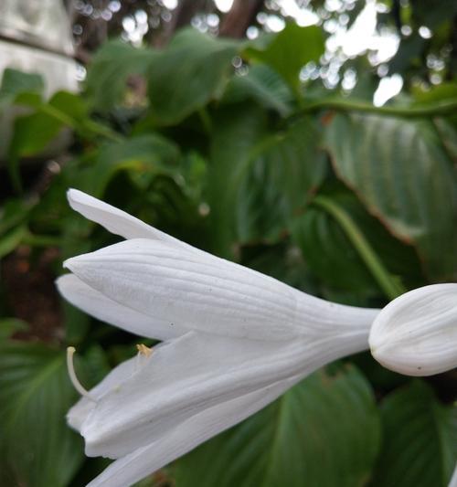 玉簪花的花语是什么？它背后有哪些美丽传说？