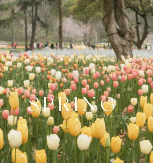 郁金樱的花语是什么？了解郁金樱的象征意义和文化背景？
