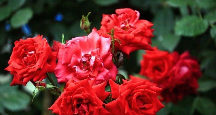 月季花的花语是什么？它的寓意有哪些常见问题解答？
