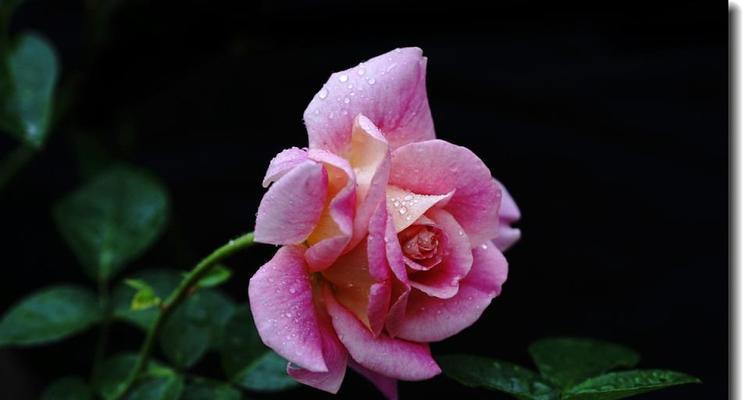 月季花的花语是什么？它的寓意有哪些常见问题解答？