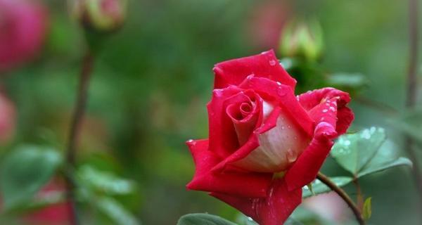 月季花的花语是什么？它的寓意有哪些常见问题解答？