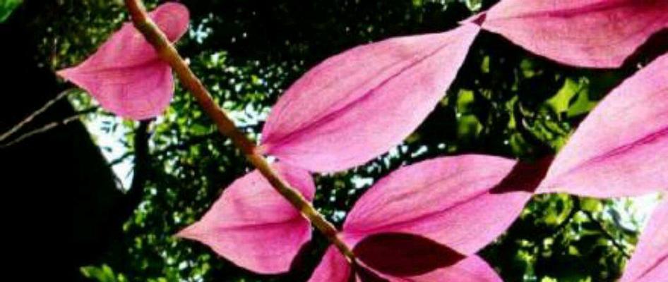 竹子象征意义是什么？如何理解竹子在中国文化中的地位？