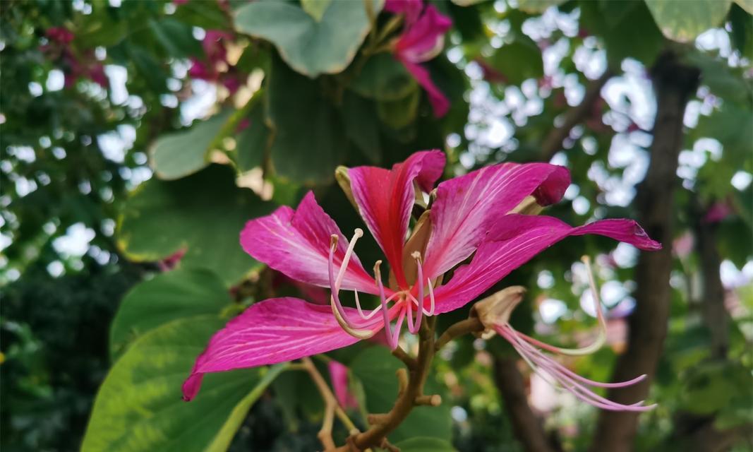 紫荆花语代表什么？紫荆花的含义有哪些常见疑问解答？