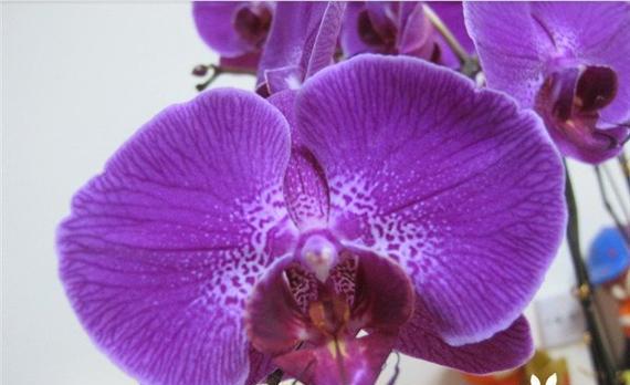 紫色三叶草代表什么含义？花语有哪些独特之处？
