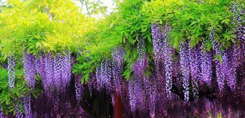 紫藤花语代表什么？紫藤花的含义有哪些？