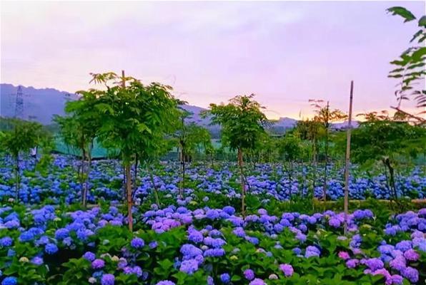 紫阳花的花语是什么？如何用紫阳花表达情感？