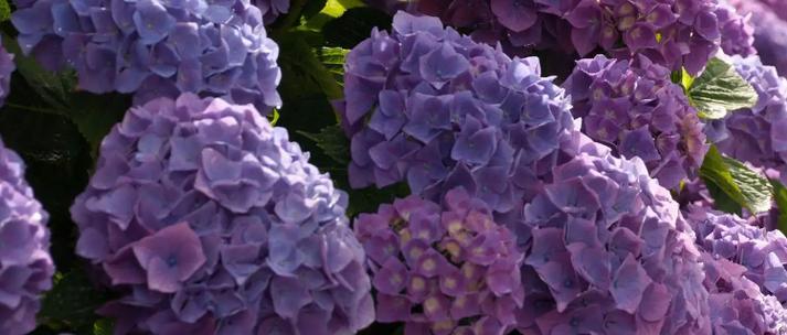 紫阳花的花语是什么？如何用紫阳花表达情感？