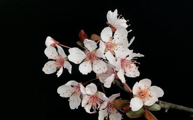 紫叶李的花语是什么？如何正确解读紫叶李的象征意义？