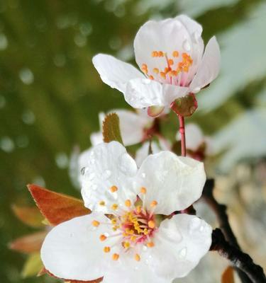 紫叶李的花语是什么？如何正确解读紫叶李的象征意义？