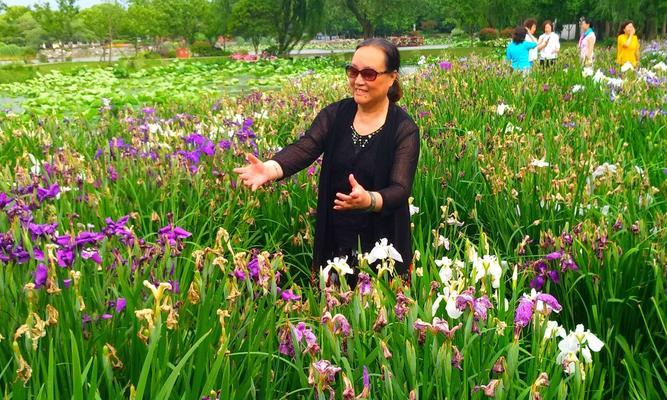 菖蒲的象征意义是什么？它在文化中代表了哪些寓意？