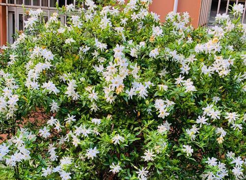 栀子花的花语含义是什么？栀子花代表了哪些情感表达？