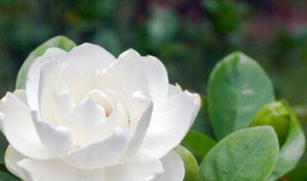 栀子花的花语含义是什么？栀子花代表了哪些情感表达？