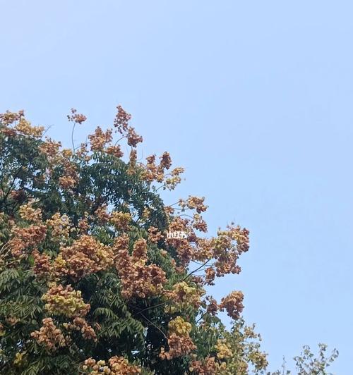 栾树的花语是什么？栾树开花代表了哪些美好寓意？