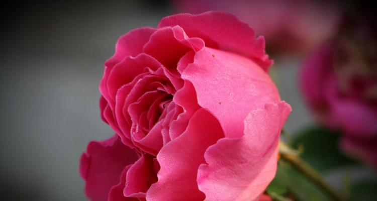橘色月季花语象征与寓意是什么？如何正确解读？