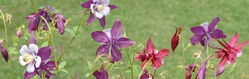 耧斗菜的花语有哪些含义？