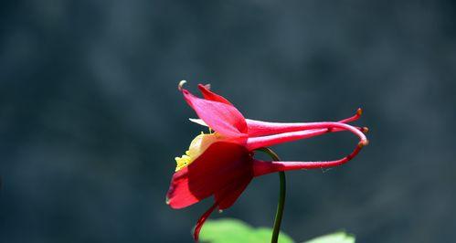 耧斗菜的花语有哪些含义？