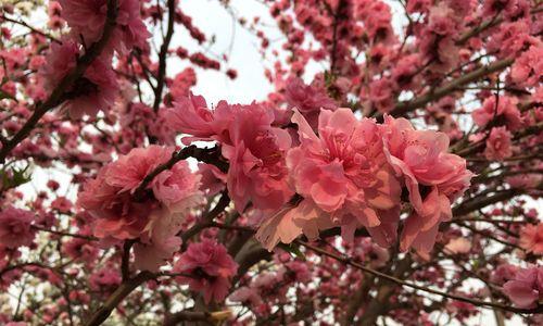 桃花的花语是什么？有哪些关于桃花的美丽传说？