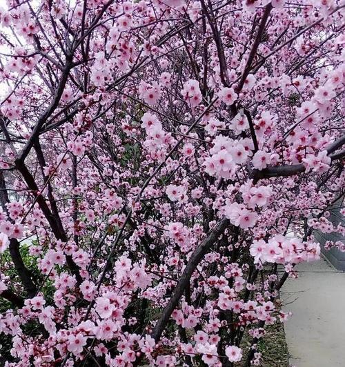 桃花花语是什么？桃花代表的意义有哪些？