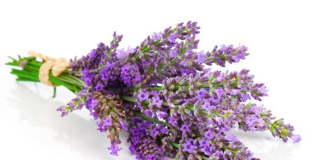 跳舞草的花语是什么？它背后有哪些传说故事？