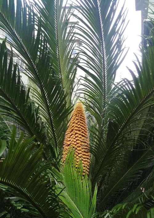 铁树开花象征什么意思？铁树开花背后的寓意是什么？