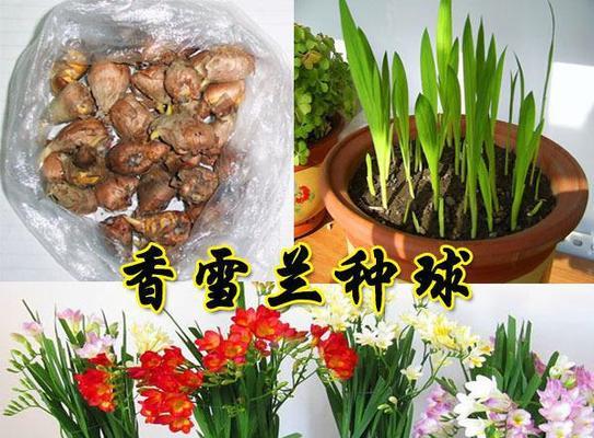 晚香玉的花语是什么？晚香玉的传说有哪些？