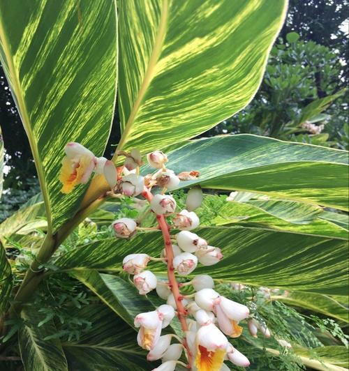 万年青开花好吗？万年青开花代表什么含义？