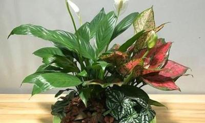 万年青开花好吗？万年青开花代表什么含义？